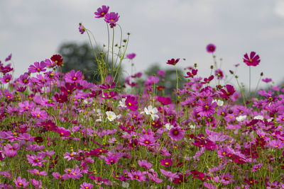 Close-up of pink cosmos flowers on field