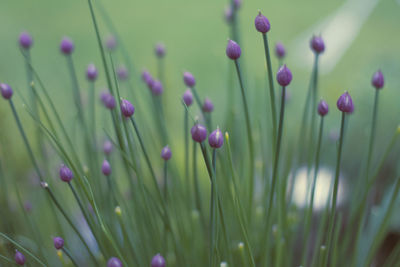 Close-up of pink flowering plants growing at field