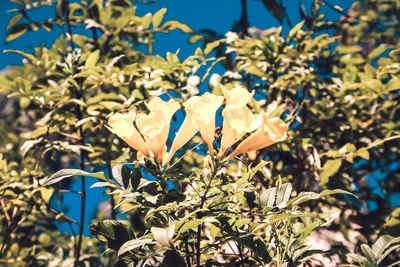 Close-up of flowering plants against blue sky