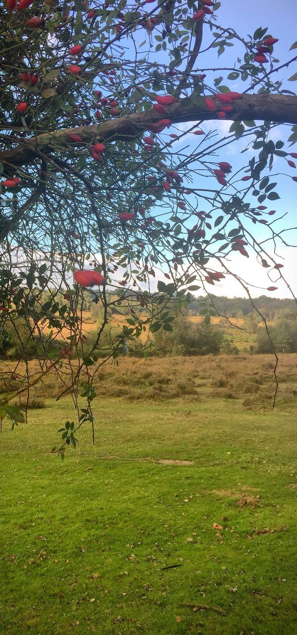 VIEW OF TREE ON GRASSY FIELD