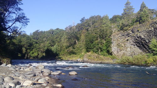 Scenic view of trees against clear sky