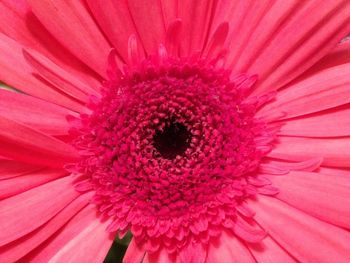 Full frame shot of pink flower