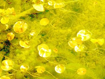 Close-up of yellow flower