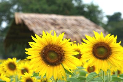 Close-up of sunflower on field