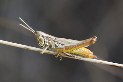 Close-up of an animal