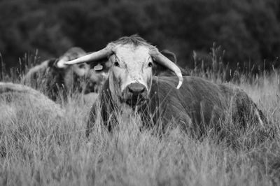 View of grassy field