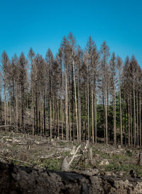 Trees in forest against clear blue sky
