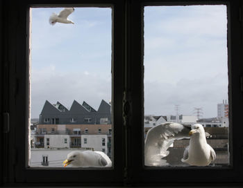 View of birds against sky seen through window