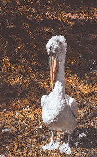 White swan in a water