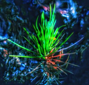 High angle view of plant in sea