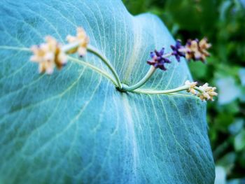 Close-up of purple flowering plant