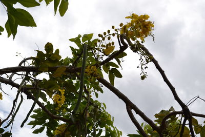 Low angle view of tree against cloudy sky