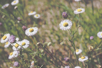 Close-up of flowers blooming outdoors