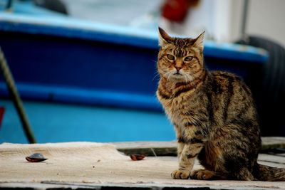 Cat sitting on looking away