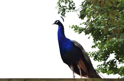 Bird perching on rock against blue sky