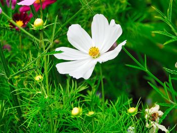 Close-up of white flowering plant on field