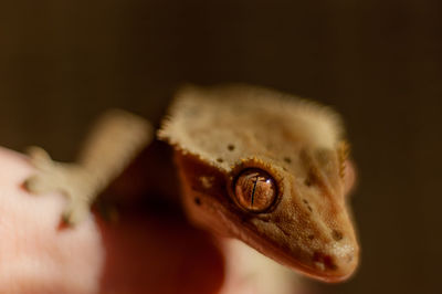Rhacodactylus ciliatus created gecko macro