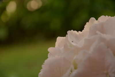 Close-up of white flowering plant