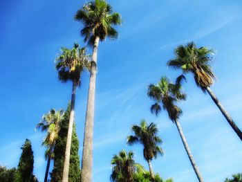 Low angle view of coconut palm trees against sky