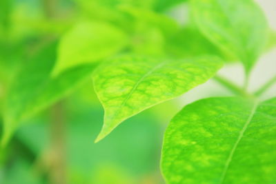 Close-up of green leaves