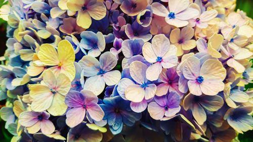 High angle view of purple flowering plants in park