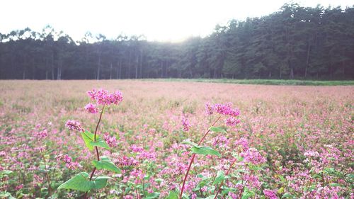 Pink flowers growing on field