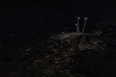 Close-up of plants at night