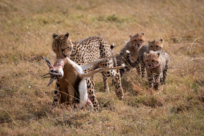 Cheetahs on field in forest