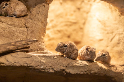 Close-up of rats on rock