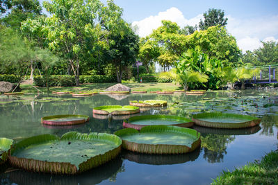 Lotus water lily gardend by the bay