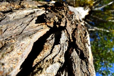 Close-up of tree trunk