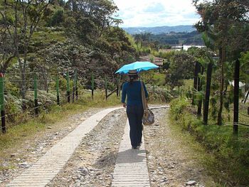 Rear view of man walking amidst trees against sky