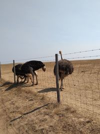 Horses standing in desert against clear sky