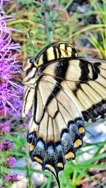 Close-up of butterfly on flower