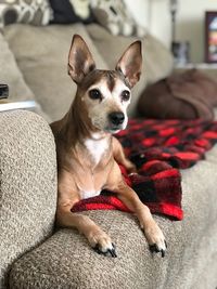 Portrait of dog relaxing on sofa at home