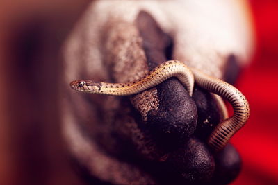 Close-up of hand holding baby snake