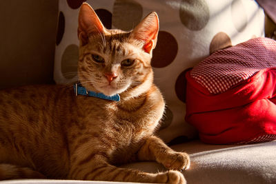 Portrait of cat resting on bed at home