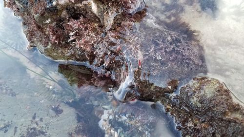 Close-up of rock in sea