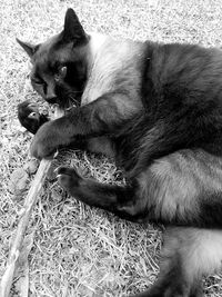 Side view of cat sitting on grass