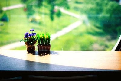 Close-up of flower on table