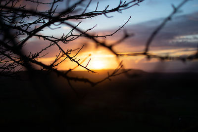 Silhouette bare tree against sky during sunset