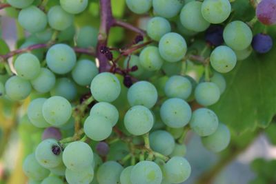 Close-up of grapes in vineyard