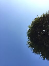 Low angle view of palm tree against blue sky