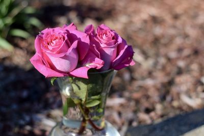 Close-up of pink rose blooming outdoors