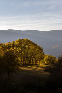 Scenic view of trees and mountains against sky