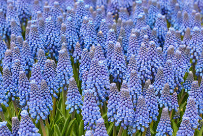 Close-up of purple flowering plants