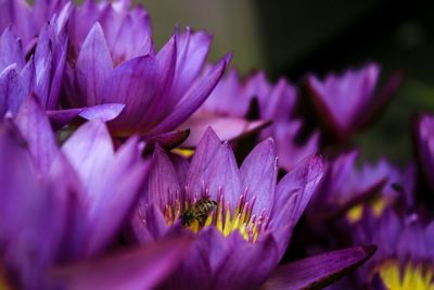 Purple flowers blooming outdoors