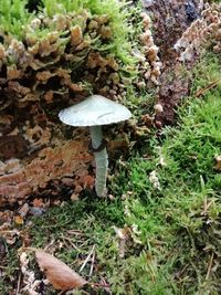 High angle view of mushroom growing on field