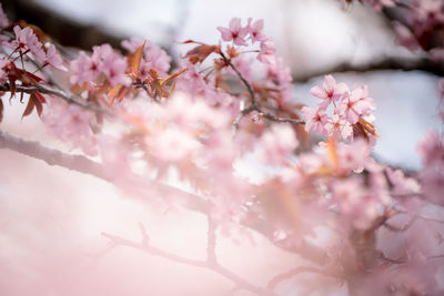 Close-up of pink cherry blossom