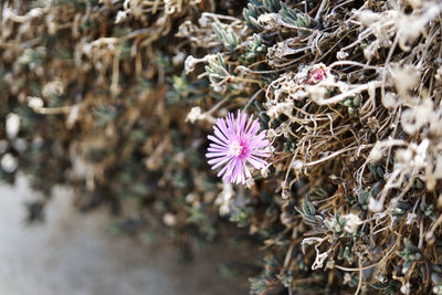 Close-up of flowers blooming outdoors